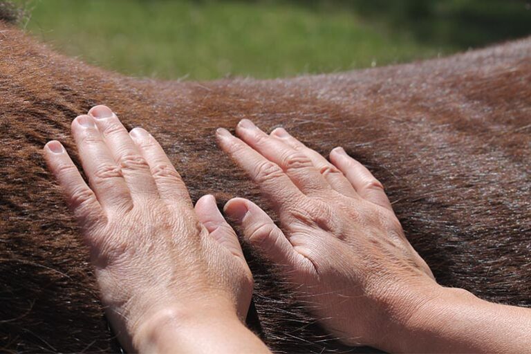 valerie-gentilhomme-shiatsu-equin-1