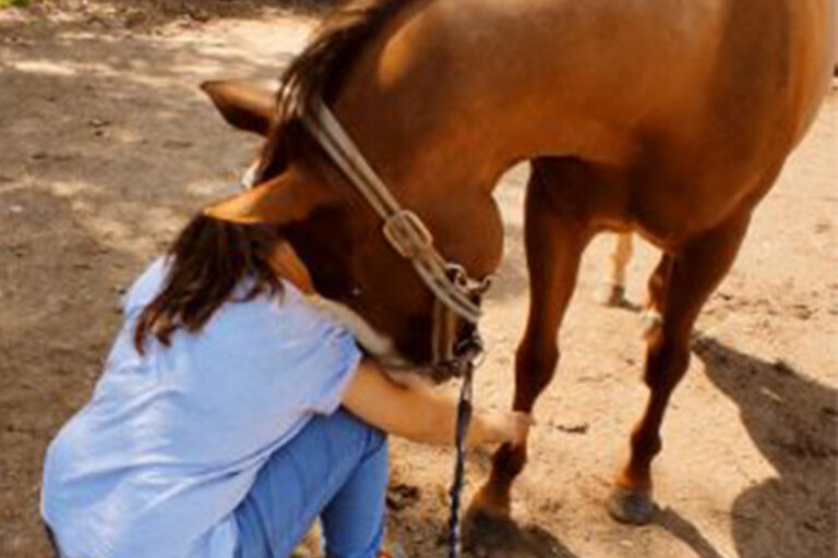 valerie-gentilhomme-shiatsu-equin-14